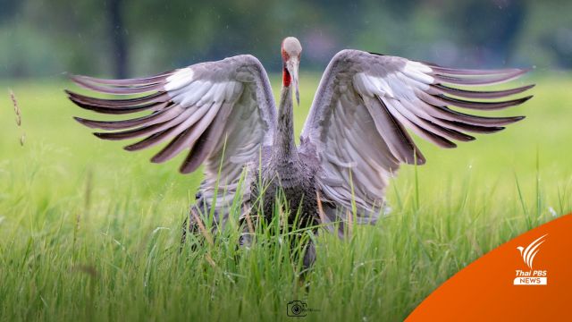 เปิดภาพ “นกกระเรียนพันธุ์ไทย” คืนทุ่งประโคนชัย จ.บุรีรัมย์