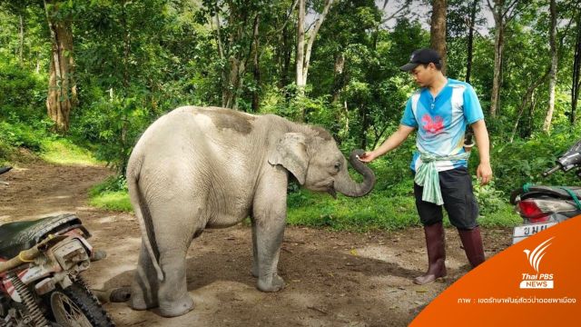 ครั้งแรกฝึก 2 ปีเตรียมคืน "ลูกช้างป่าทับเสลา" กลับอ้อมกอดป่า