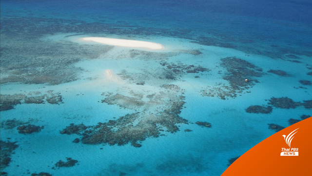 แช่แข็งตัวอ่อนปะการัง ความหวังคืนชีพ "Great Barrier Reef"