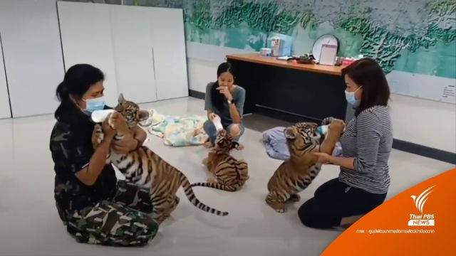 เตรียมย้าย "3 ลูกเสือโคร่งของกลาง" ไปสวนสัตว์บึงฉวาก