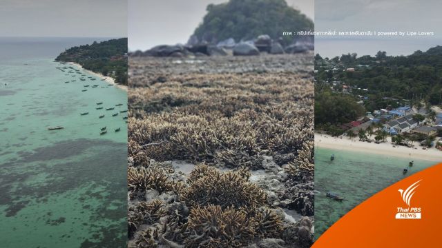 คุมปะการัง "เกาะหลีเป๊ะ" หลังพบนักท่องเที่ยวเดินย่ำตอนน้ำลด