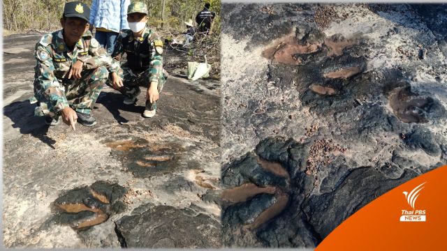 พบรอยตีน "ไดโนเสาร์กินเนื้อ" แห่งใหม่ ที่กาฬสินธุ์