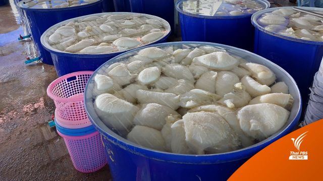 ตะลึง! ยึดซากหมู-เครื่องในโค แช่ฟอร์มาลีนส่งขายร้านหมูกระทะ 