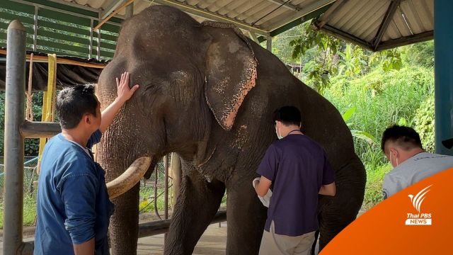 เปิดภารกิจ รพ.ช้างลำปาง บ้านอบอุ่นของช้างป่วย-ชรา