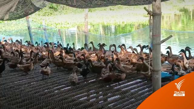ปศุสัตว์ครบุรีสั่งห้ามย้าย "เป็ดไล่ทุ่ง" หวั่นแพร่ไข้หวัดนก
