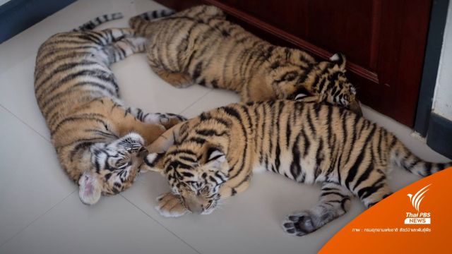 ขุน 4 เสือโคร่งน้อยกินนม สุขภาพดี-น้ำหนักขึ้นทุกตัว