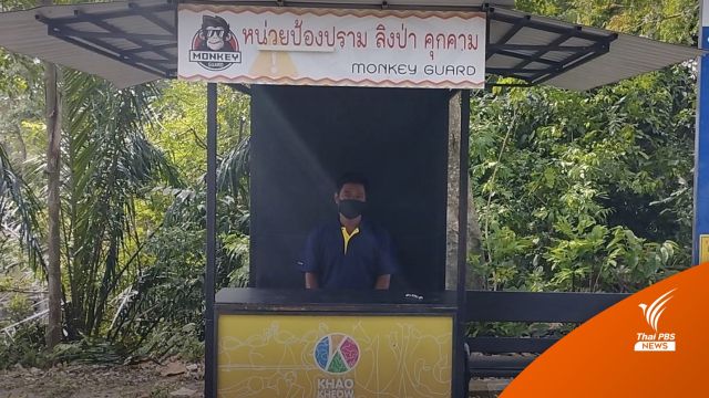 "เขาเขียว" ตั้งจุดปราบลิงป่า หลังกัดจนท.-นักท่องเที่ยว 