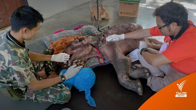 อัปเดตอาการลูกช้าง "ธันวา" ยังต้องดูแลใกล้ชิด