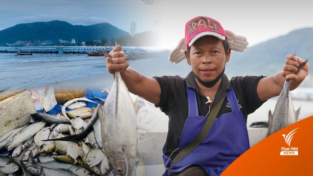 ตลาดปลาสะพานโคลอนหาดป่าตอง ปลาสดประมงพื้นบ้านสู่ครัวเรือน