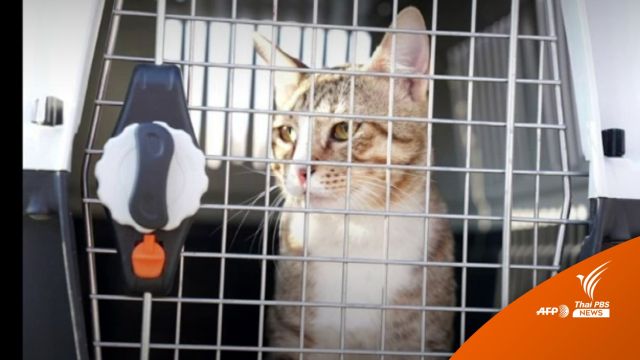 นักเตะอังกฤษพา "Dave" แมวจรกลับบ้านเเทนที่ถ้วยบอลโลก