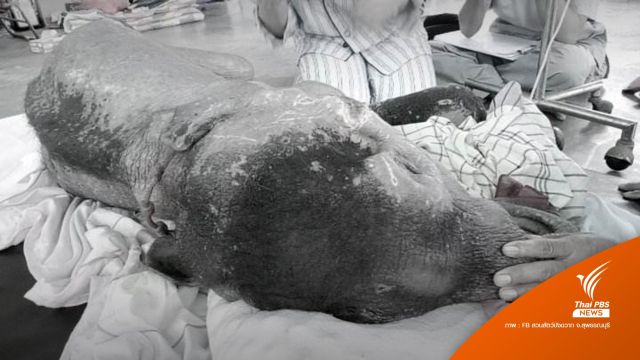 ลูกช้างป่า "ธันวา" ช้างน้อยผู้พลัดพรากตายแล้ว เมื่อเช้านี้