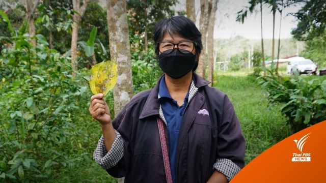 เร่งแก้ "โรคใบร่วงชนิดใหม่" ในยางพารา