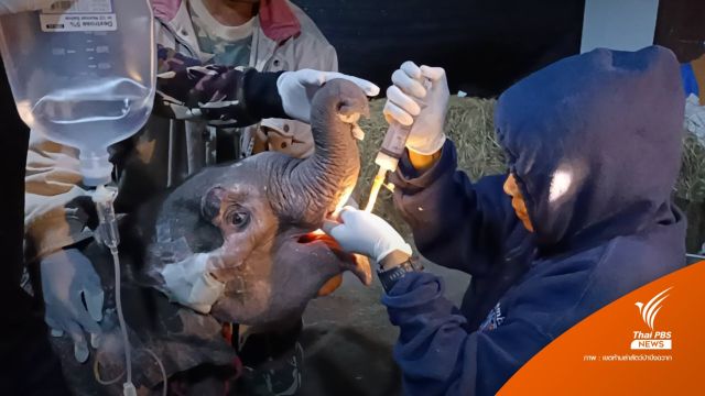 ลูกช้างป่า "ธันวา" มีแรงขึ้น-ปรับแผนรักษาทางเดินอาหาร