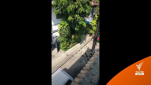 สุดทน! ขายบ้านหนี เพื่อนบ้านให้อาหารนกพิราบ-หมอเตือนโรคเพียบ 