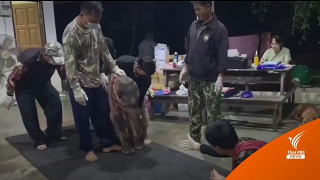 ลูกช้างป่า "ธันวา" มีเรี่ยวแรงขึ้น - เดินได้ไกลขึ้น