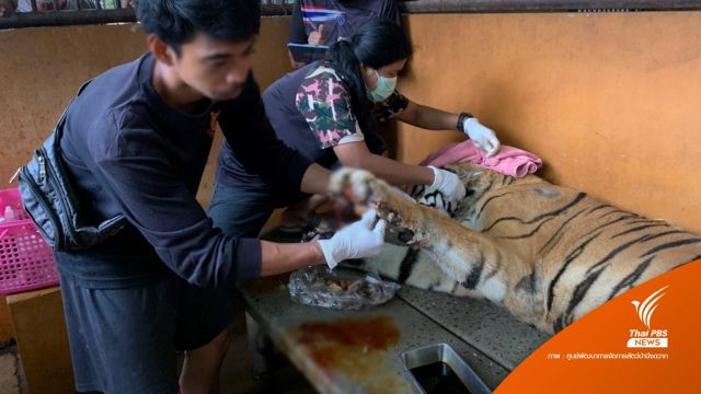 วางยาสลบรักษาเล็บขบ "ปู่ลายทอง" เสือโคร่งชรา