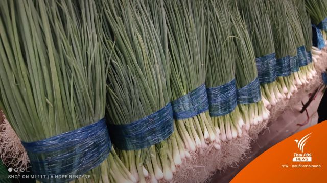 ขีดเส้น 7 วันสอบ "ต้นหอมสีฟ้า" พิสูจน์ชนิดสาร-ปริมาณตกค้าง 