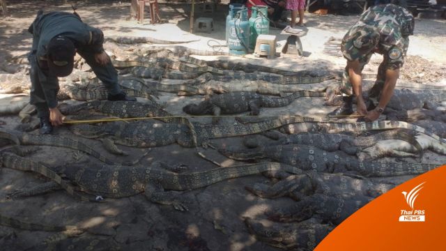 ยังไม่ชัด! อุทยานฯ ขยายผล "ลูกชิ้นเนื้อเหี้ย" แต่พบขายเนื้อร้านอาหารป่า 