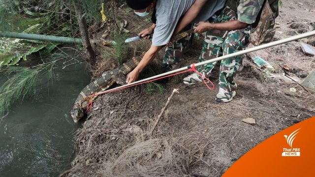 ทำไมต้องจับ "เหี้ย" สัตว์ป่าคุ้มครองสู่เมนูอาหารป่า 