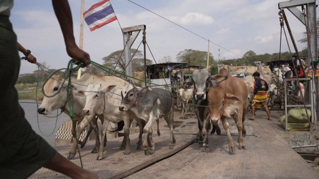 เปิดเบาะแส "วัว" นำเข้าจากเมียนมา กักโรคไม่ครบ 