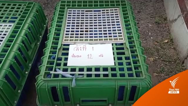 จับแก๊งลอบขน "ลิงแสม" 47 ตัวส่งขายต่างประเทศ