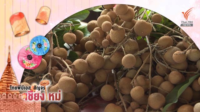 ลำไย "เบี้ยวเขียว" ทางรอดชาวสวน  