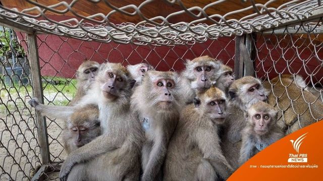 ค้าลิงข้ามชาติรีเทิร์น! ถูกล่าส่ง “หนูทดลอง” Lab ตะวันตก