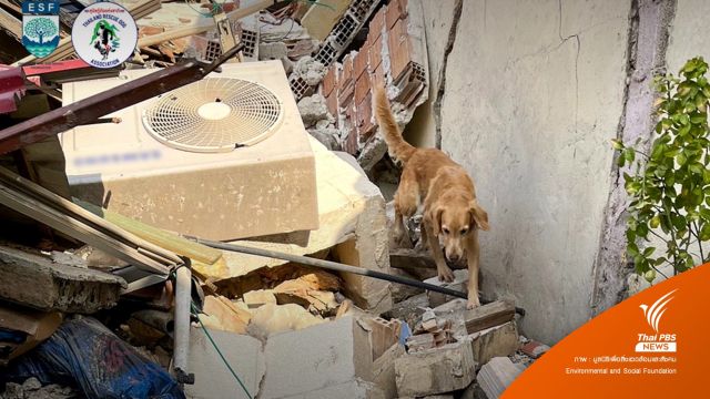 ทั่วโลกส่ง "กู้ภัยสี่ขา" ตะลุยภารกิจค้นหาผู้ประสบภัยที่ตุรกี