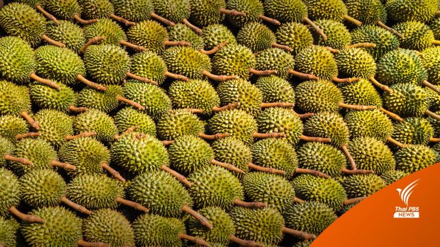 พักใบอนุญาต กรมวิชาการเกษตรเตือนล้งห้ามตัด "ทุเรียนอ่อน" 