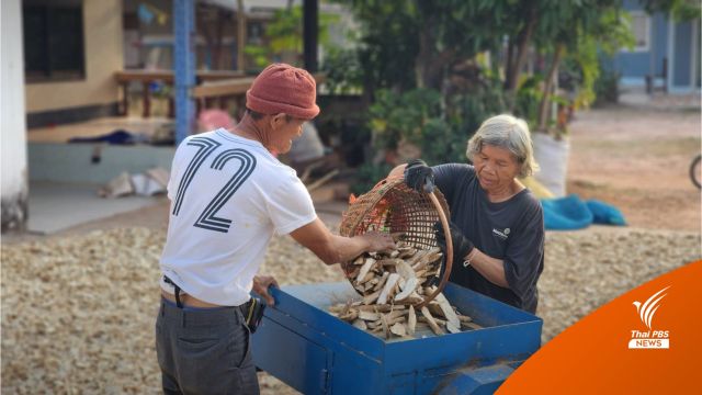 เกษตรกรยิ้มได้ มันสำปะหลังราคาดี ส่งออก 170,000 ล้านบาท	