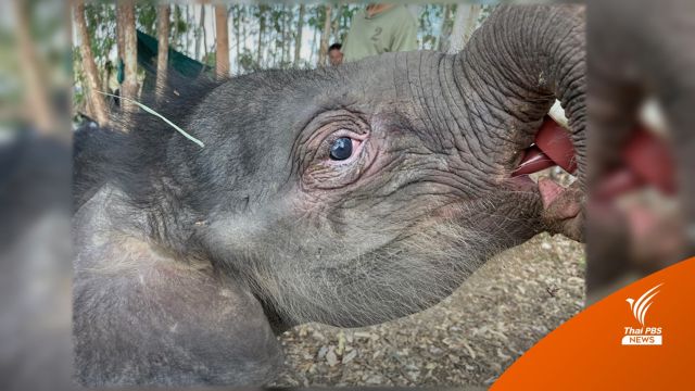 พบ "ลูกช้างป่า" พลัดหลงดงใหญ่ เตรียมตรวจโรคเฮอร์ปีส์