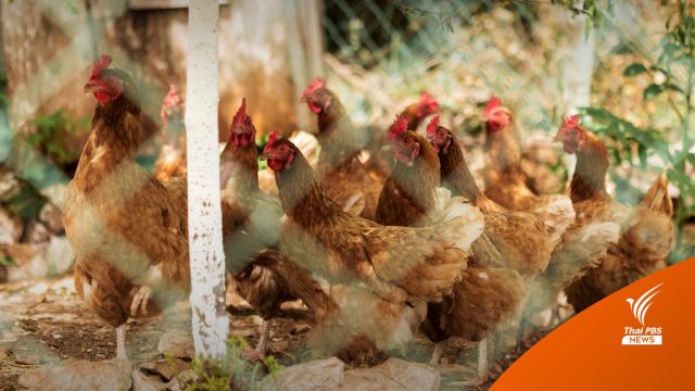 ไทยเฝ้าระวัง "ไข้หวัดนก" ใกล้ชิด แนะวิธีป้องกัน - ลดเสี่ยง 