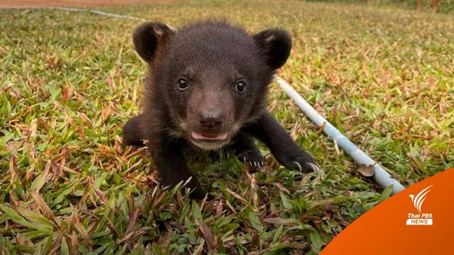 ปรับสูตรนม "ลูกหมีควาย" พบหนอนแมลงวันในแผล