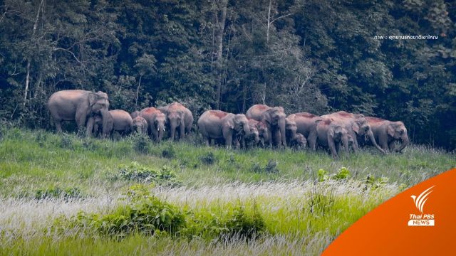 หาดูยาก! ช้างป่าเขาใหญ่เกือบ 20 ตัวอวดโฉมทุ่งหญ้าหนองผักชี 