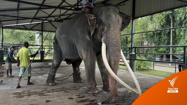 เตรียมรับ “พลายศักดิ์สุรินทร์” กลับไทย มิ.ย.นี้-ภาพล่าสุดสุขภาพดี