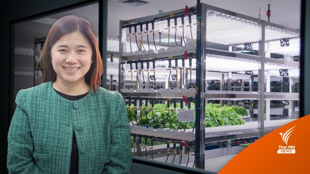 เตรียมทดสอบในอาสาสมัคร "วัคซีนใบยา" รุ่น 2 เข็มกระตุ้น 