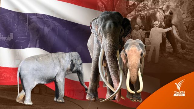 ไม่เพียง "พลายศักดิ์สุรินทร์" แต่ยังมี "ช้างไทย" อีก 10 เชือกอยู่ต่างแดน? 
