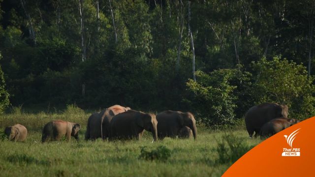 “สัตว์ สลัดป่า” Climate change สะเทือนทุกชีวิต