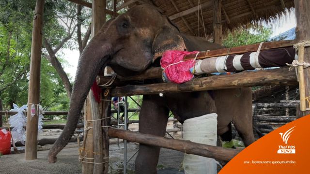 "พังสยาม" ล้มแล้ว หลังทีมสัตวแพทย์รักษากระดูกขาหักนาน 26 วัน