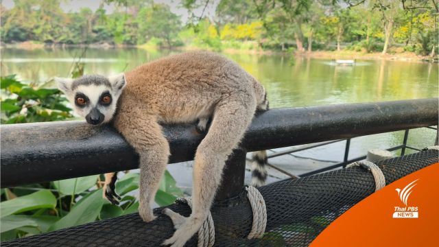 สุดน่ารัก! ลีเมอร์หางแหวน สัตว์โลกใกล้สูญพันธุ์ที่สวนสัตว์เปิดเขาเขียว