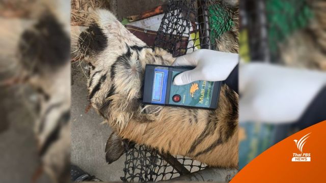 วาระสุดท้ายไม่โดดเดี่ยว "ปู่ลายทอง" เสือโคร่งชรา 20 ปี