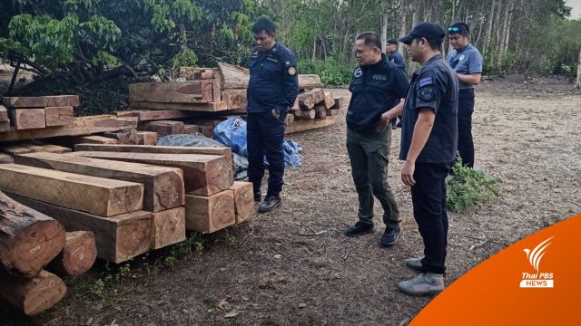 ขยายผลจับนายทุนลาว ซุกไม้ชิงชัน-ประดู่ในสวนลำไย