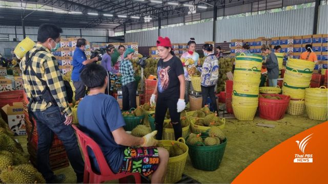 ทุเรียน “จันทบุรี” ราคาดี ดันยอดขายรถป้ายแดง-เครื่องมือเกษตรพุ่ง