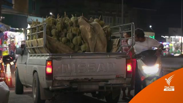 อาชีพ "วิ่งทุเรียน" สร้างรายได้งาม แตะเดือน 4 หมื่นบาท