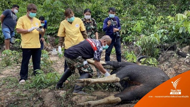 พบกระทิงตาย! เหตุติดเชื้อขาขวาขาดเหยียบระเบิด 