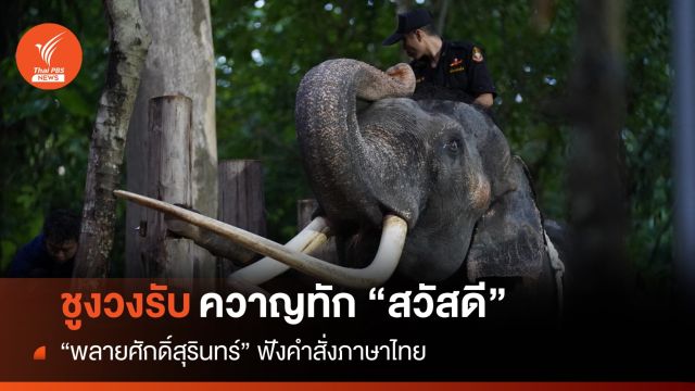 "พลายศักดิ์สุรินทร์” ชูงวงรับคำสั่ง "สวัสดี" ชอบเล่นทราย