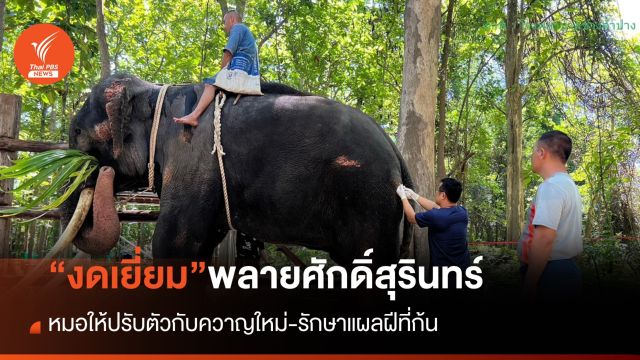 อัพเดทวันที่ 5 “ช้างพลายศักดิ์สุรินทร์” หมอขอ “งดเยี่ยม” ให้ปรับตัวกับควาญใหม่