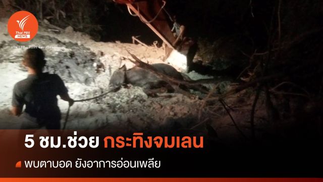 5 ชั่วโมง! ช่วย "ชบาแก้ว" กระทิงตาบอดจมเลน อาการอ่อนเพลีย