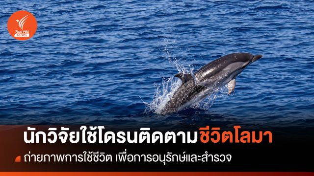 นักวิจัยใช้โดรนศึกษาพฤติกรรมชีวิตโลมา เพื่อการอนุรักษ์และสำรวจประชากร