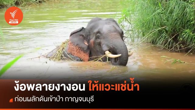 จนท.ง้อ "พลายงางอน" ให้แวะเล่นน้ำ ก่อนผลักดันเข้าป่า 